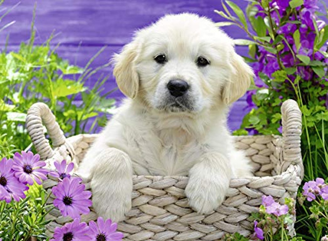 Sweet Golden Retriever