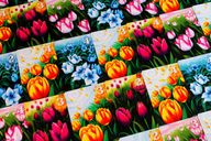 Gift of Tulips cartas