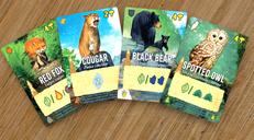 Canopy: Evergreen cards