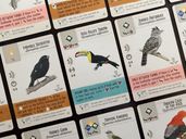 Wingspan: Americas Expansion cards