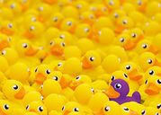 rubber ducks