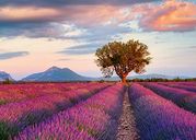 Lavendel velden