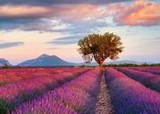 Lavender Fields