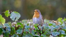 Dieren: Vogels