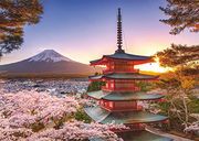 cherry blossom in Japan