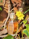 Givenchy Amarige Eau de toilette