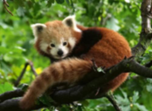 Doux panda roux