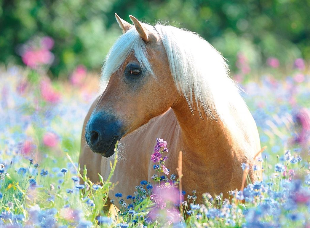 XXL Teile - Horse in the Field