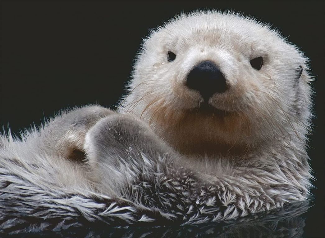 Sweet little otter