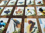 Birdwatcher cartas