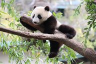 Animals: Panda