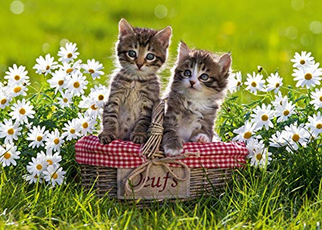 Picnic on the Meadow