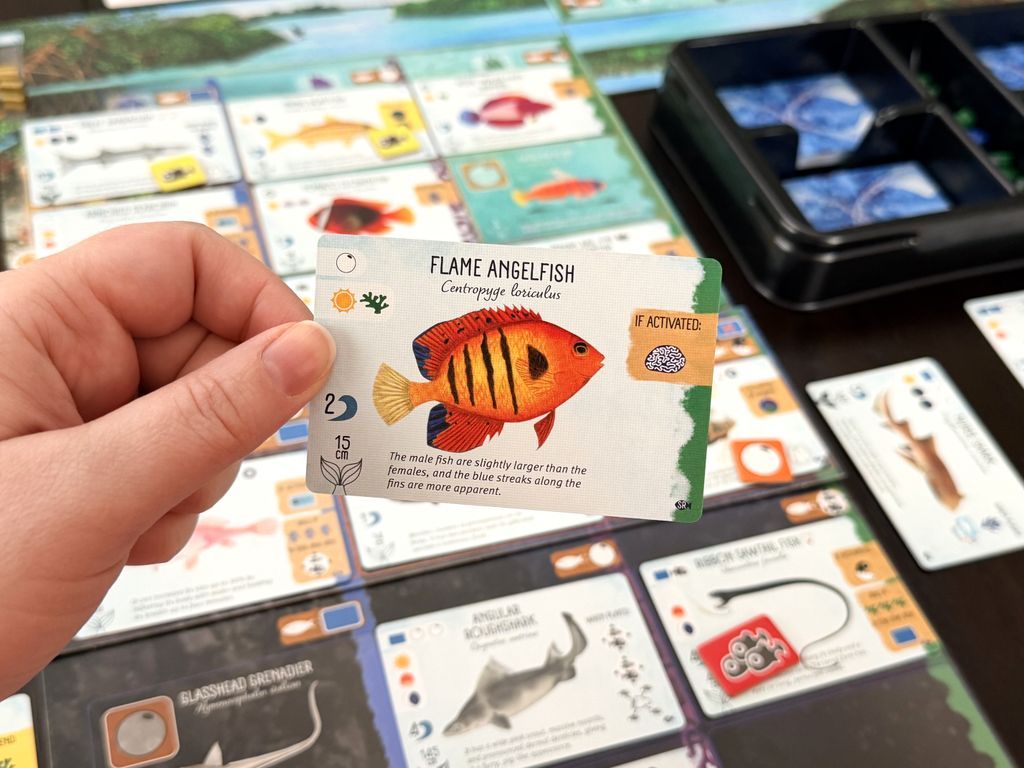 Finspan: Sharks & Reefs cards