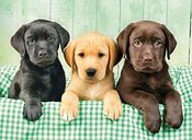 Three Labrador puppies