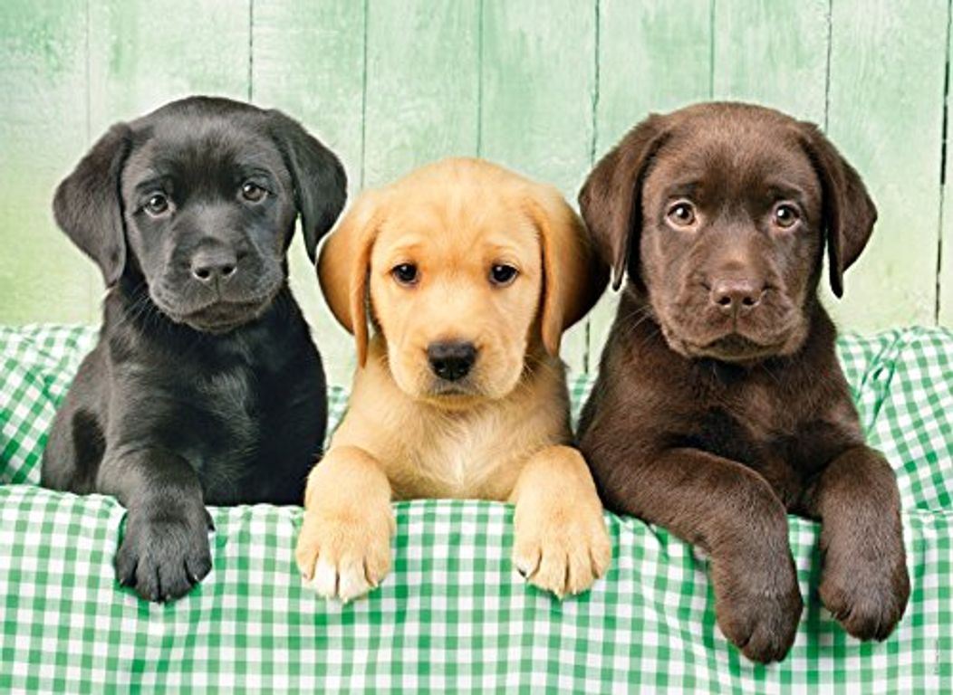 Three Labrador puppies