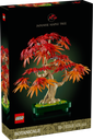 Bonsai di acero rosso giapponese