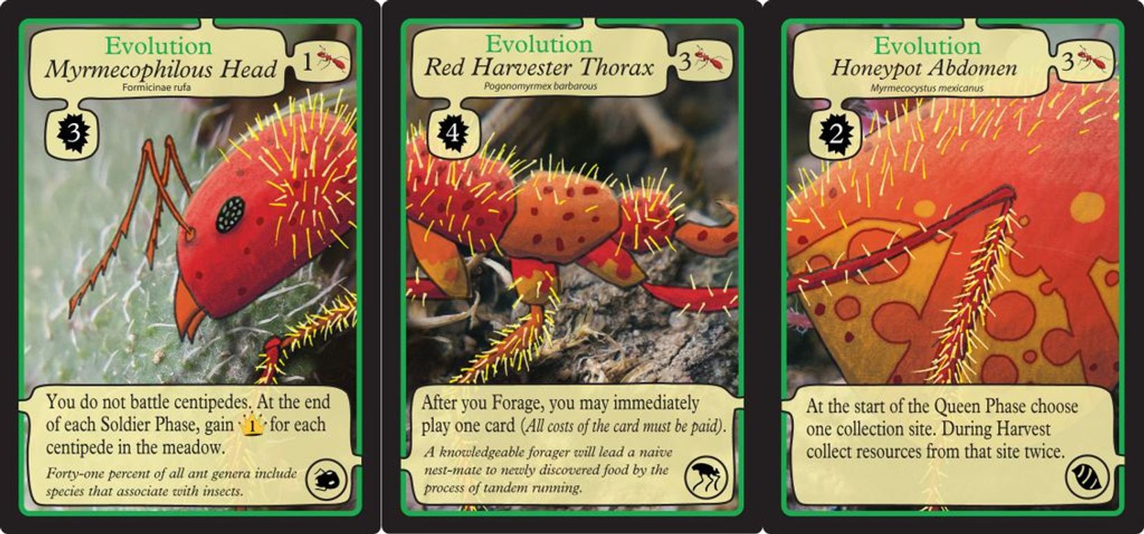 March of the Ants cartes