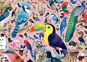 Matt Sewell's Amazing Birds