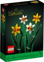 Narcisos