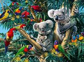 Koalas in de boom