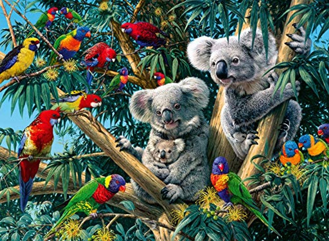 Koalas im Baum