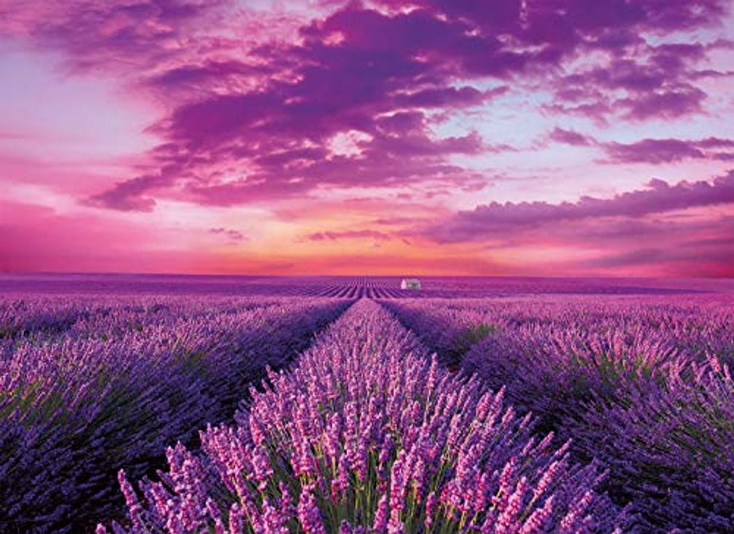 Lavander Field