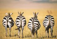 Zebras