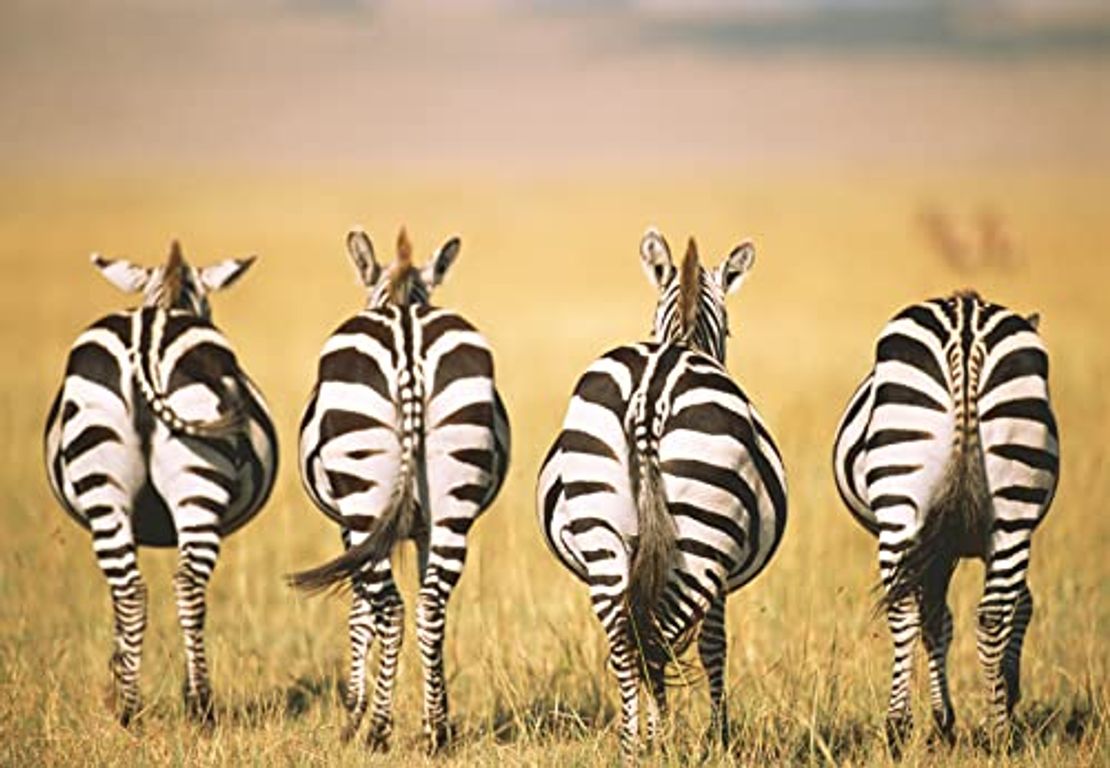 Zebra's