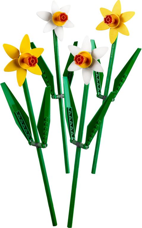 Narcisos partes