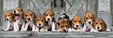 Beagles Panorama