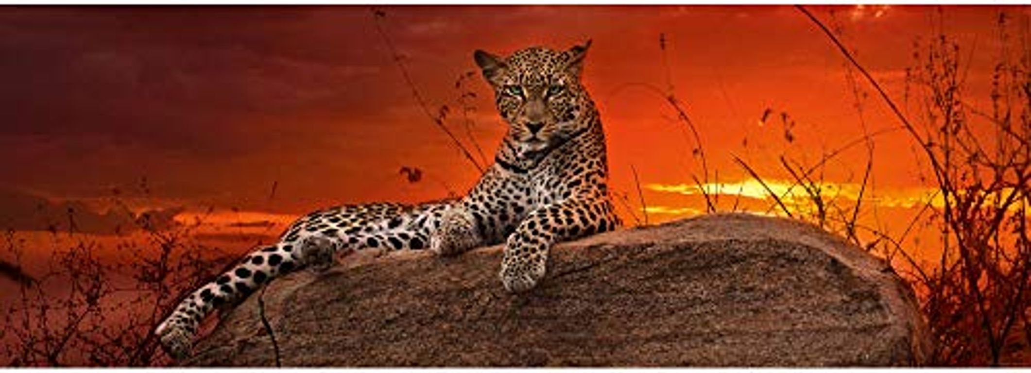 Gepard