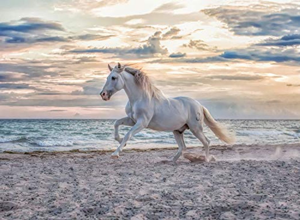 Paard op het strand