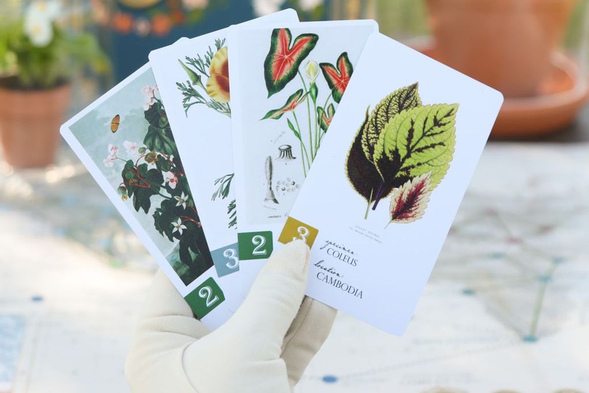 Botany cards