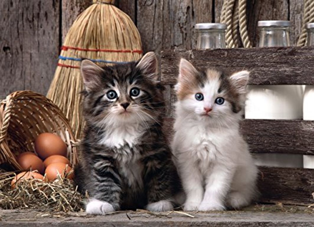 Chatons adorables