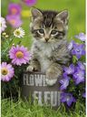 Little kitten in the flowers