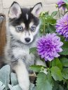 XXL pieces - cute husky