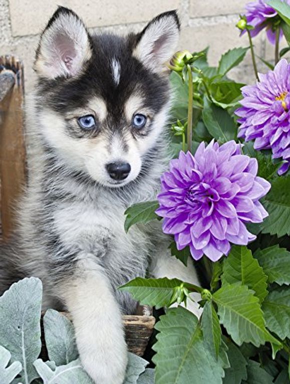 XXL stukken - schattige husky