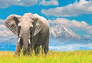 African Elephant