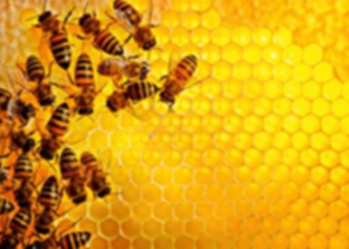 Challange Puzzle: Bees