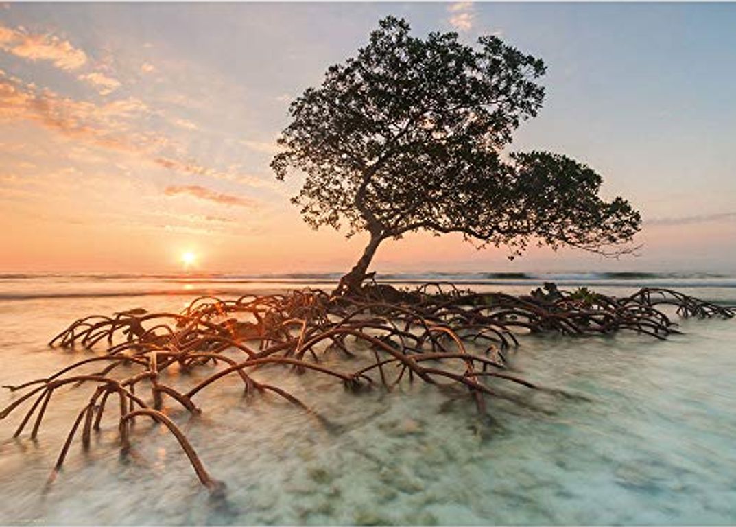 Red Mangrove