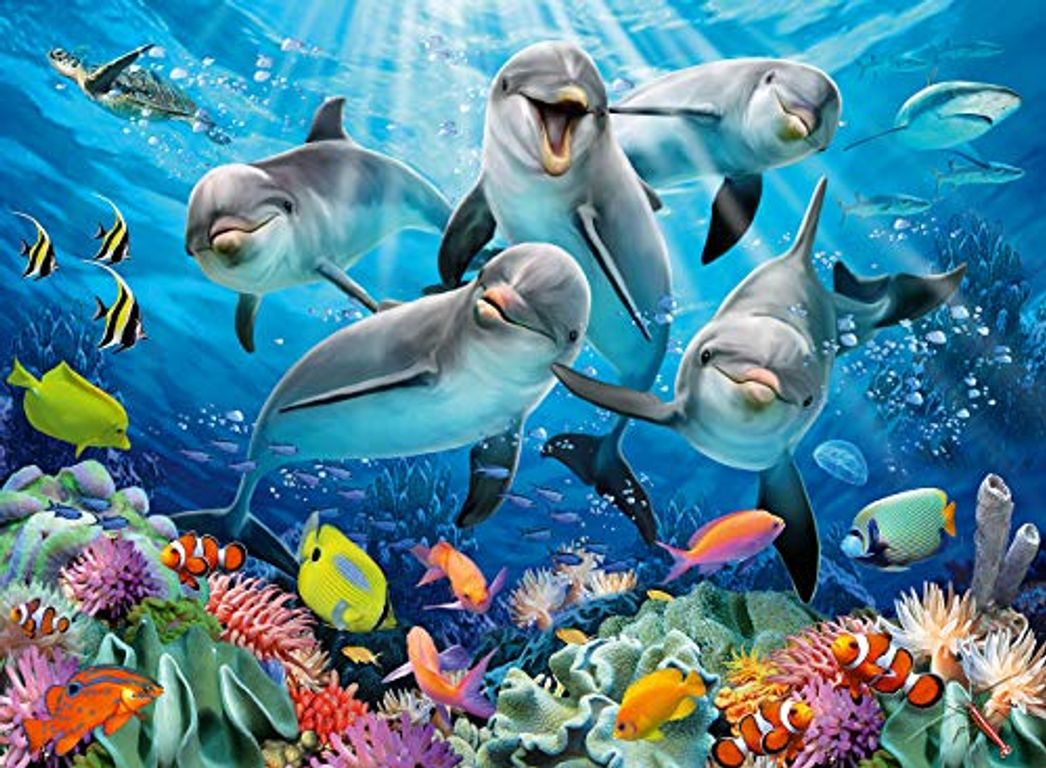 Dolphins In Coral Reef