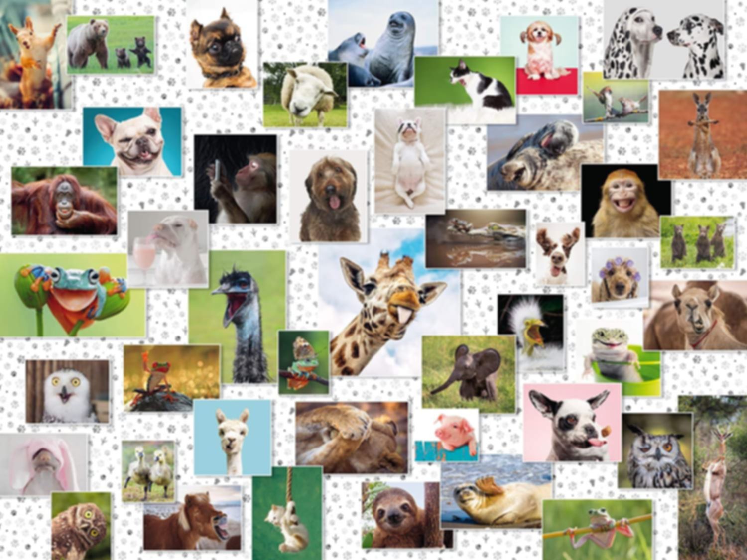 Funny Animals Collage