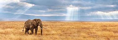 Panorama de la savane