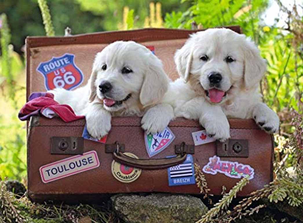 Travelling Pups