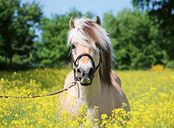 Horse in the field of flowers
