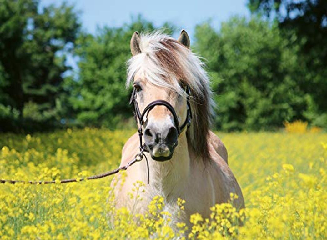 Pferd im Bereich der Blumen