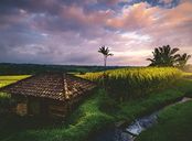 Nature Edition - Rijstvelden in het noorden van Bali