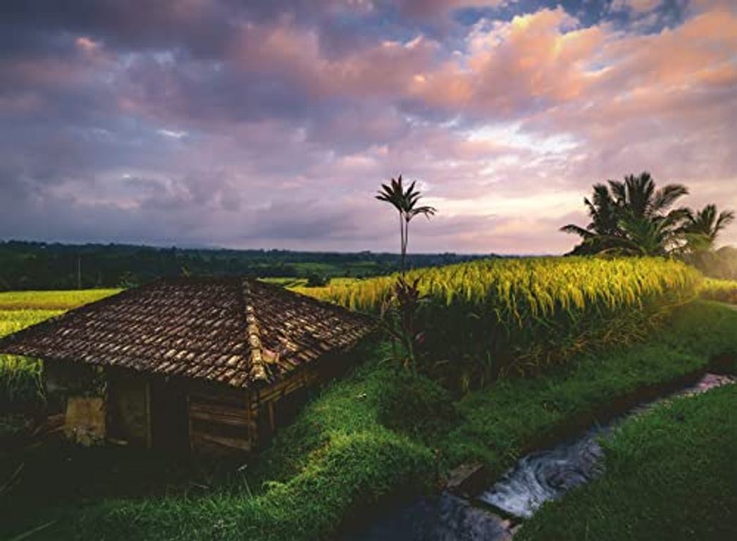 Nature Edition - rice fields in the north of Bali