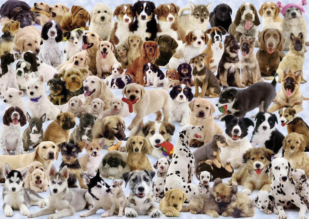 Collage de chiens