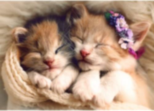 Schlafende Kätzchen